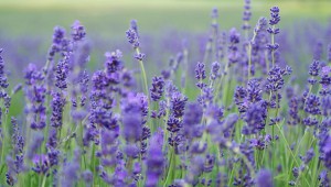 Aromatherapie Lavendel