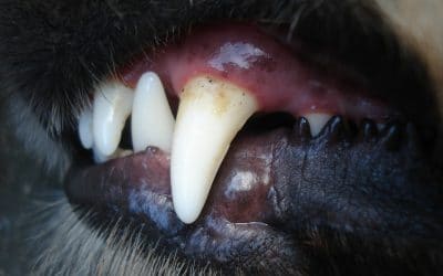 Zahnsteinentfernung -ohne Narkose- bei Hund&Katze